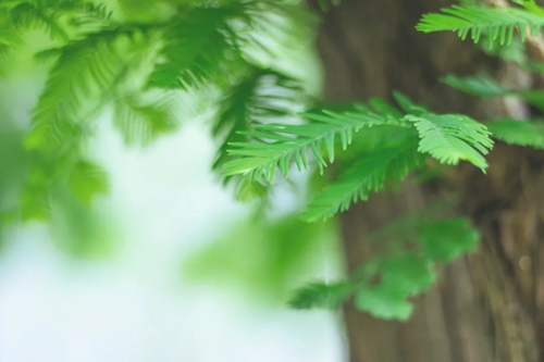 姓名學(xué)筆畫(huà)的計算方法